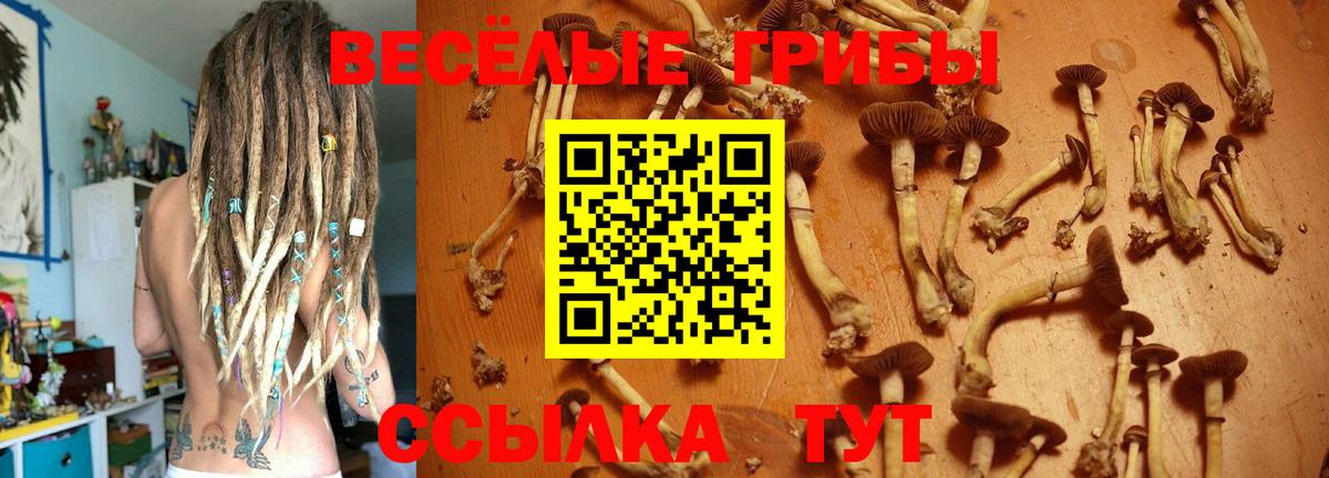 Псилоцибиновые грибы GOLDEN TEACHER  Псилоцибиновые грибы прущие грибы  Вход с VPN  Зерноград 